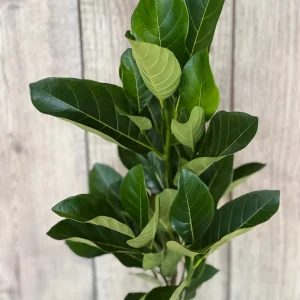 J31 Jackfruit Live Plant - Grafted Dwarf Tree, 3 Gallon Pot, Artocarpus heterophyllus - Image 2