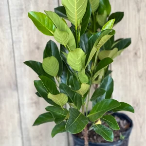 J31 Jackfruit Live Plant - Grafted Dwarf Tree, 3 Gallon Pot, Artocarpus heterophyllus - Image 4