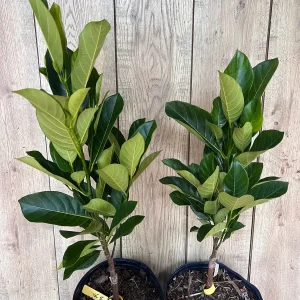 J31 Jackfruit Live Plant - Grafted Dwarf Tree, 3 Gallon Pot, Artocarpus heterophyllus - Image 6