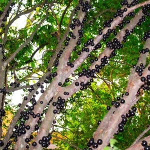 Jaboticaba Live Tree Starter - 1 ft Tall - Fruit & Ornamental - Ships Bare Root - Image 2
