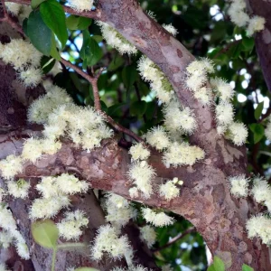 Jaboticaba Live Tree Starter - 1 ft Tall - Fruit & Ornamental - Ships Bare Root - Image 3