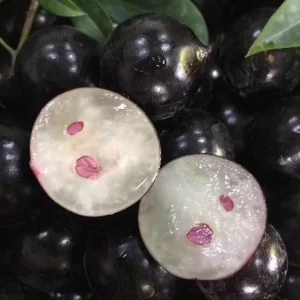 Jaboticaba Live Tree Starter - 1 ft Tall - Fruit & Ornamental - Ships Bare Root - Image 5