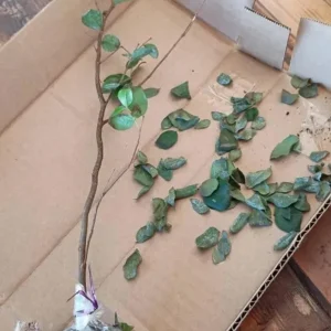 Jaboticaba Live Tree Starter - 1 ft Tall - Fruit & Ornamental - Ships Bare Root - Image 7