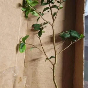 Jaboticaba Live Tree Starter - 1 ft Tall - Fruit & Ornamental - Ships Bare Root - Image 8