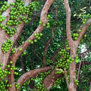 Jaboticaba Live Tree Starter - 1 ft Tall - Fruit & Ornamental - Ships Bare Root - Image 9
