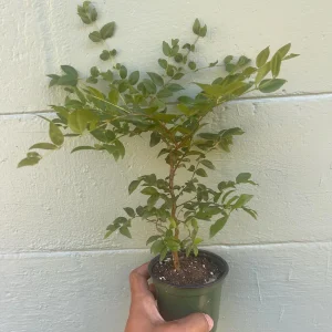 Jaboticaba Sabara Live Plant - Rare Tropical Fruit Tree, 4-inch Pot - Image 3