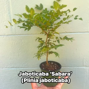 Jaboticaba Sabara Live Plant - Rare Tropical Fruit Tree, 4-inch Pot - Image 1