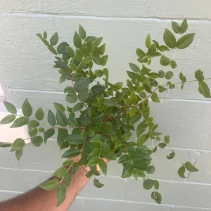 Jaboticaba Sabara Live Plant - Rare Tropical Fruit Tree, 4-inch Pot - Image 4