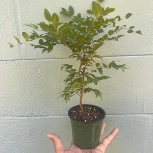 Jaboticaba Sabara Live Plant - Rare Tropical Fruit Tree, 4-inch Pot - Image 5