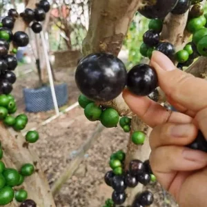 Jaboticaba Tree Live Plant – 3 Gallon Pot – Fruit Bearing – 2-3 Feet Tall - Image 4