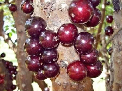 Jaboticaba Tree - Red Hybrid Live Plant, 1-2 Feet Tall, 3 Gallon Pot - Image 2