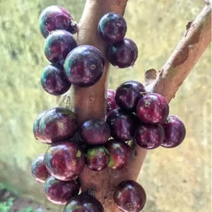 Jaboticaba Tree - Red Hybrid Live Plant, 1-2 Feet Tall, 3 Gallon Pot - Image 3