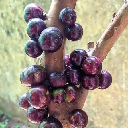 Jaboticaba Tree - Red Hybrid Live Plant, 1-2 Feet Tall, 3 Gallon Pot - Image 3