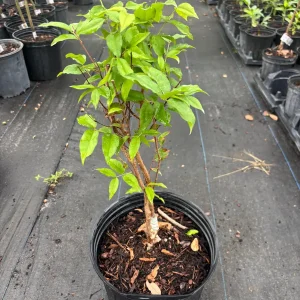 Jaboticaba Tree - Red Hybrid Live Plant, 1-2 Feet Tall, 3 Gallon Pot - Image 4