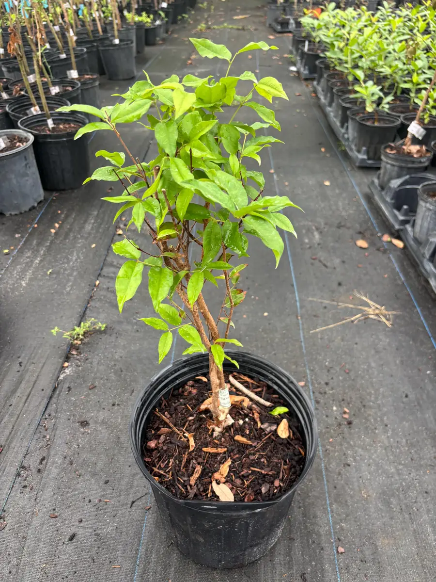 Jaboticaba Tree - Red Hybrid Live Plant, 1-2 Feet Tall, 3 Gallon Pot - Image 4