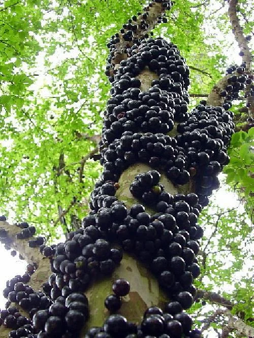 Jabuticaba Fruit Tree Live Plant - 6 inch Pot - Brazilian Grape Tree - Image 1