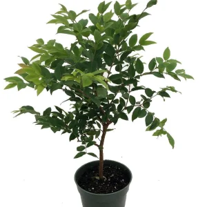 Jabuticaba Tree Live Plant – 4 inch Pot – Indoor/Outdoor Fruit Tree - Image 1