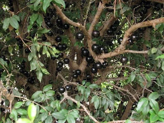 Jabuticaba Tree Live Plant – 4 inch Pot – Indoor/Outdoor Fruit Tree - Image 6