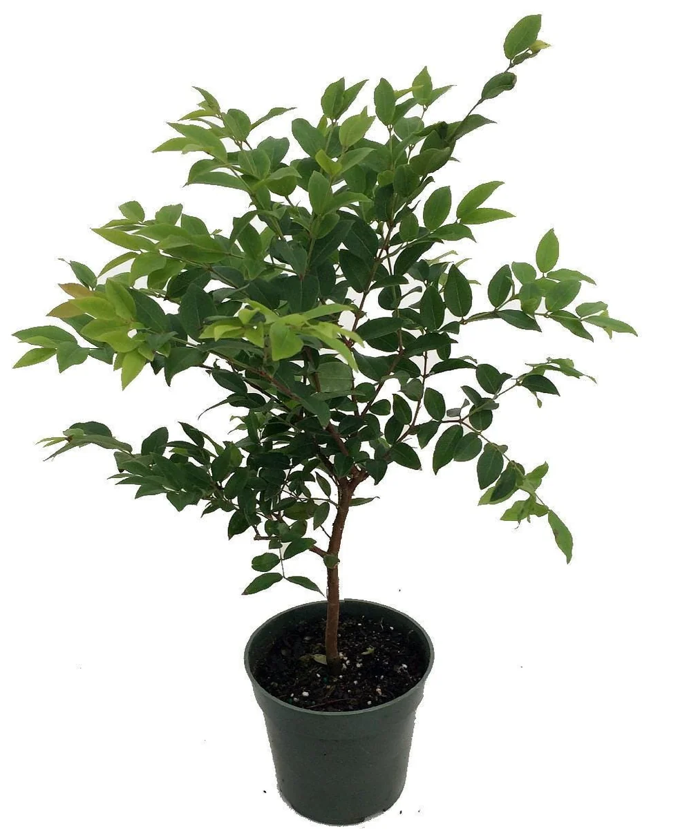 Jabuticaba Tree Live Plant – 4 inch Pot – Indoor/Outdoor Fruit Tree - Image 1