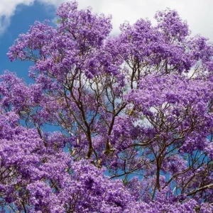 Jacaranda Mimosifolia Live Tree - Purple Jacaranda Plant 6-9 Inches Potted, Ornamental Outdoor - Image 2