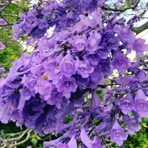 Jacaranda Mimosifolia Live Tree - Purple Jacaranda Plant 6-9 Inches Potted, Ornamental Outdoor - Image 3