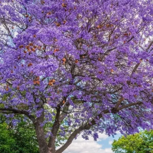 Jacaranda Mimosifolia Live Tree - Purple Jacaranda Plant 6-9 Inches Potted, Ornamental Outdoor - Image 4