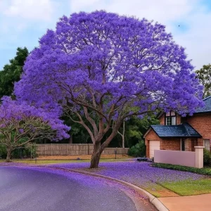 Jacaranda Mimosifolia Live Tree - Purple Jacaranda Plant 6-9 Inches Potted, Ornamental Outdoor - Image 5