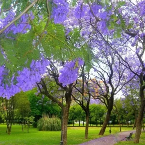 Jacaranda Mimosifolia Tree Seeds - 10 Blue Flamboyant Tree Seeds Rare Flowering - Image 2
