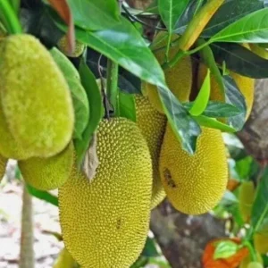 Jackfruit Live Seedling Plant - Artocarpus Heterophyllus Tropical Fruit Tree - 7-12in Tall Starter - Image 2