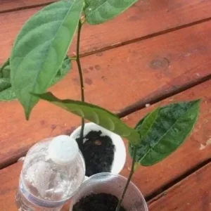Jackfruit Live Seedling Plant - Artocarpus Heterophyllus Tropical Fruit Tree - 7-12in Tall Starter - Image 6