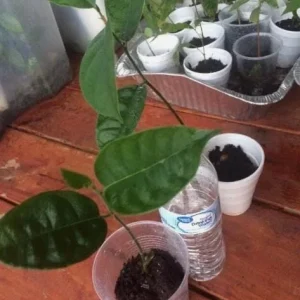 Jackfruit Live Seedling Plant - Artocarpus Heterophyllus Tropical Fruit Tree - 7-12in Tall Starter - Image 7
