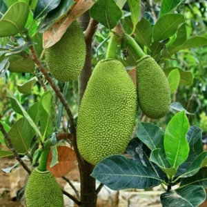 Jackfruit Live Seedling Plant - Artocarpus Heterophyllus Tropical Fruit Tree - 7-12in Tall Starter - Image 1
