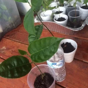 Jackfruit Seedling Plant - Artocarpus Heterophyllus - 6-12 inch Organic Live Plant Outdoor - Image 5