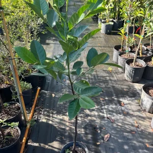 Jackfruit Tree Live Plant – 3 Gallon – 3 Feet Tall – Tropical Fruit - Image 5