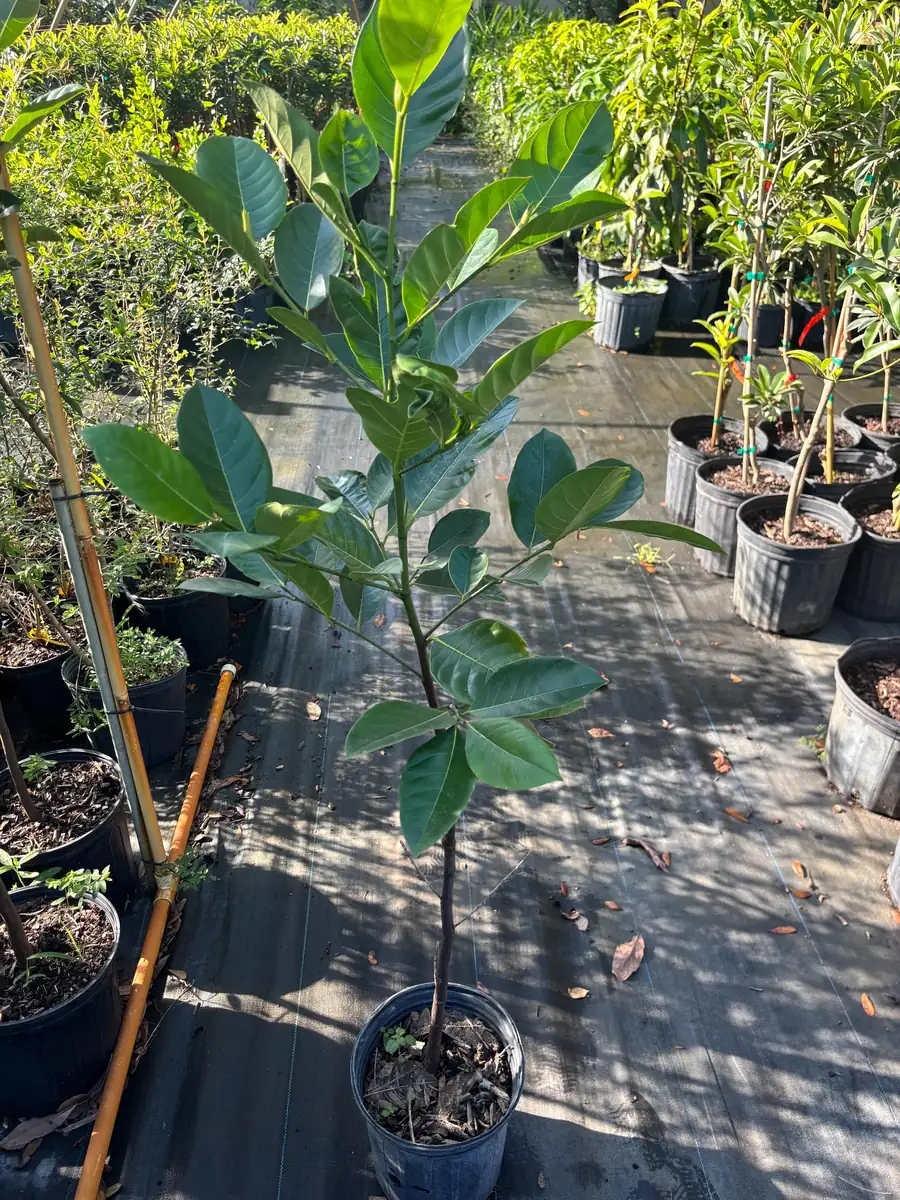 Jackfruit Tree Live Plant – 3 Gallon – 3 Feet Tall – Tropical Fruit - Image 5