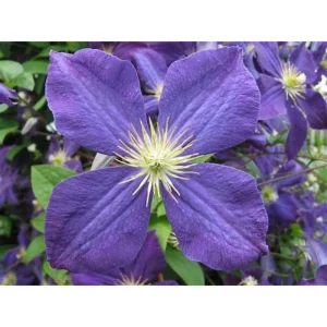 Jackmanii Clematis Vine Live Plant – Velvety Purple Flowers – 2.5" Pot – Outdoor Climber - Image 2