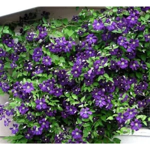 Jackmanii Clematis Vine Live Plant – Velvety Purple Flowers – 2.5" Pot – Outdoor Climber - Image 1