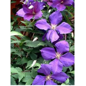 Jackmanii Clematis Vine Live Plant – Velvety Purple Flowers – 2.5