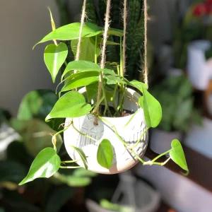 Jade Heart Leaf Philodendron Live Plant – 3 inch Nursery Pot – Easy Care Indoor Hanging Plant - Image 3