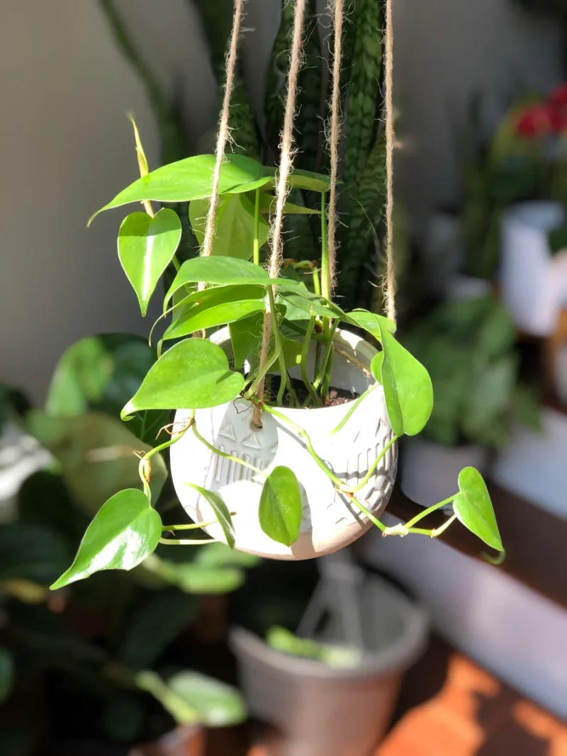 Jade Heart Leaf Philodendron Live Plant - Easy Care Indoor