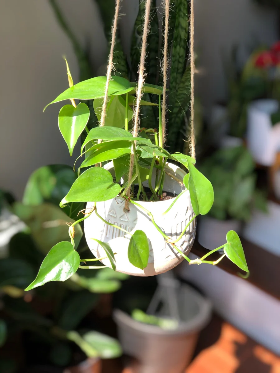 Jade Heart Leaf Philodendron Live Plant – 3 inch Nursery Pot – Easy Care Indoor Hanging Plant - Image 3