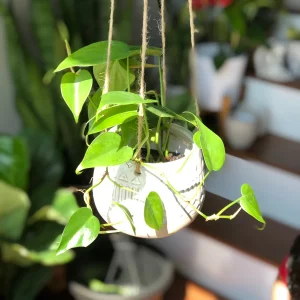 Jade Heart Leaf Philodendron Live Plant – 3 inch Nursery Pot – Easy Care Indoor Hanging Plant - Image 4