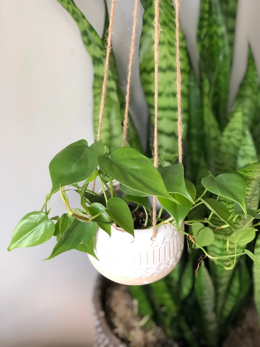 Jade Heart Leaf Philodendron Live Plant – 3 inch Nursery Pot – Easy Care Indoor Hanging Plant - Image 5
