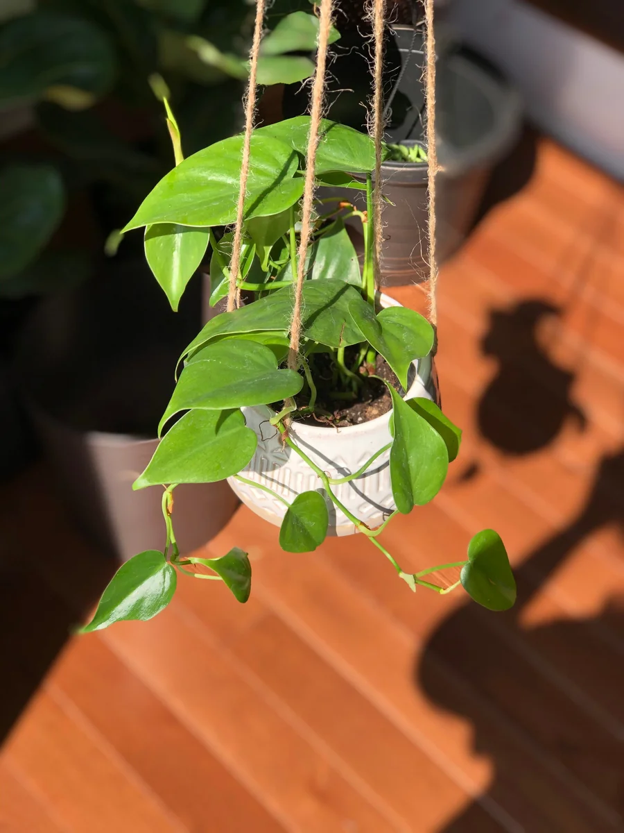 Jade Heart Leaf Philodendron Live Plant – 3 inch Nursery Pot – Easy Care Indoor Hanging Plant - Image 1