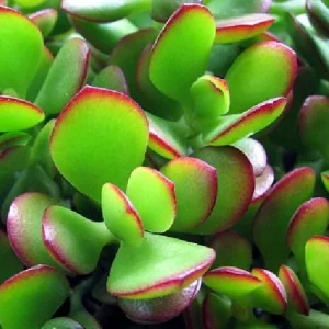 Jade Plant (Crassula ovata) Live Succulent Plant – 2 inch Pot – Indoor - Image 2