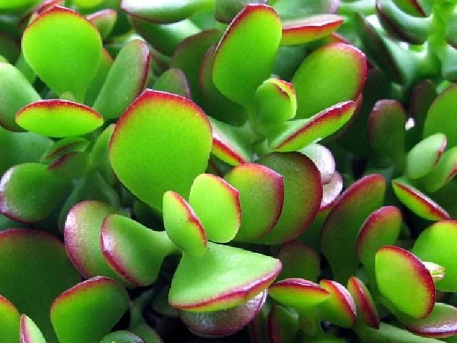 Jade Plant (Crassula ovata) Live Succulent Plant – 2 inch Pot – Indoor - Image 2