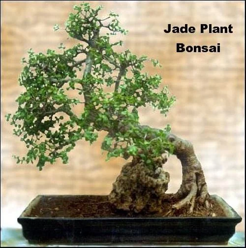 Jade Plant (Crassula ovata) Live Succulent Plant – 2 inch Pot – Indoor - Image 6