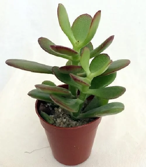 Jade Plant (Crassula ovata) Live Succulent Plant – 2 inch Pot – Indoor - Image 1