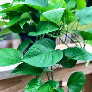 Jade Pothos Cuttings - Live Plant - Easy Care Low Light Houseplant - Image 3