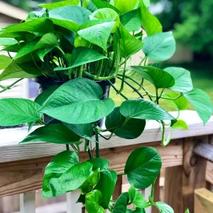 Jade Pothos Cuttings - Live Plant - Easy Care Low Light Houseplant - Image 4